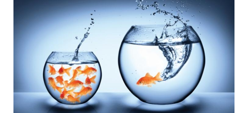 goldfish challenges as opportunities
